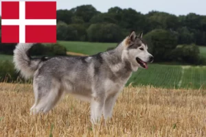 Read more about the article Alaszkai malamut tenyésztők és kölykök Dániában