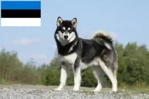 Read more about the article Alaszkai malamut tenyésztők és kölykök Észtországban