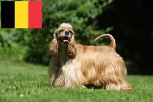 Read more about the article American Cocker Spaniel tenyésztők és kölykök Belgiumban