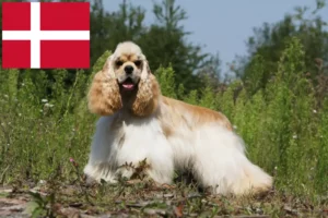 Read more about the article American Cocker Spaniel tenyésztők és kölykök Dániában