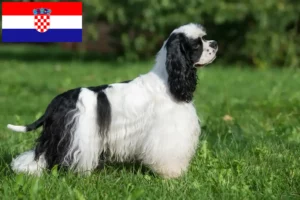 Read more about the article American Cocker Spaniel tenyésztők és kölykök Horvátországban