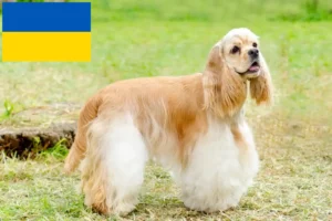 Read more about the article American Cocker Spaniel tenyésztők és kölykök Ukrajnában