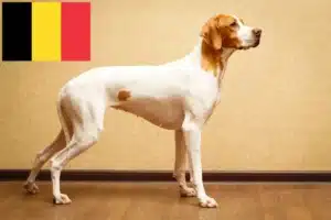 Read more about the article Angol pointer tenyésztők és kölykök Belgiumban