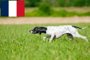 Read more about the article Angol pointer tenyésztők és kölykök Franciaországban