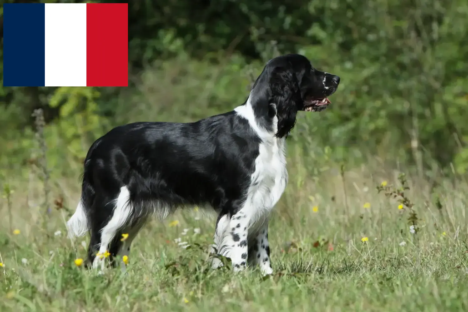 Read more about the article Angol Springer spániel tenyésztők és kölykök Franciaországban