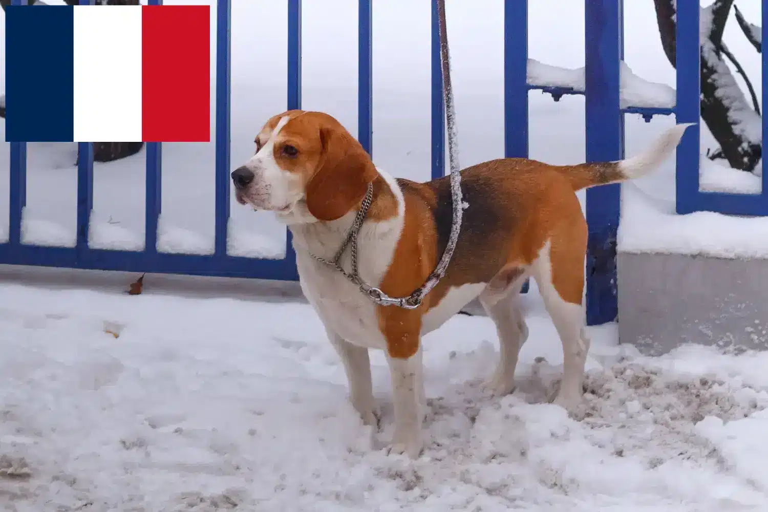 Read more about the article Beagle Harrier tenyésztők és kölykök Franciaországban