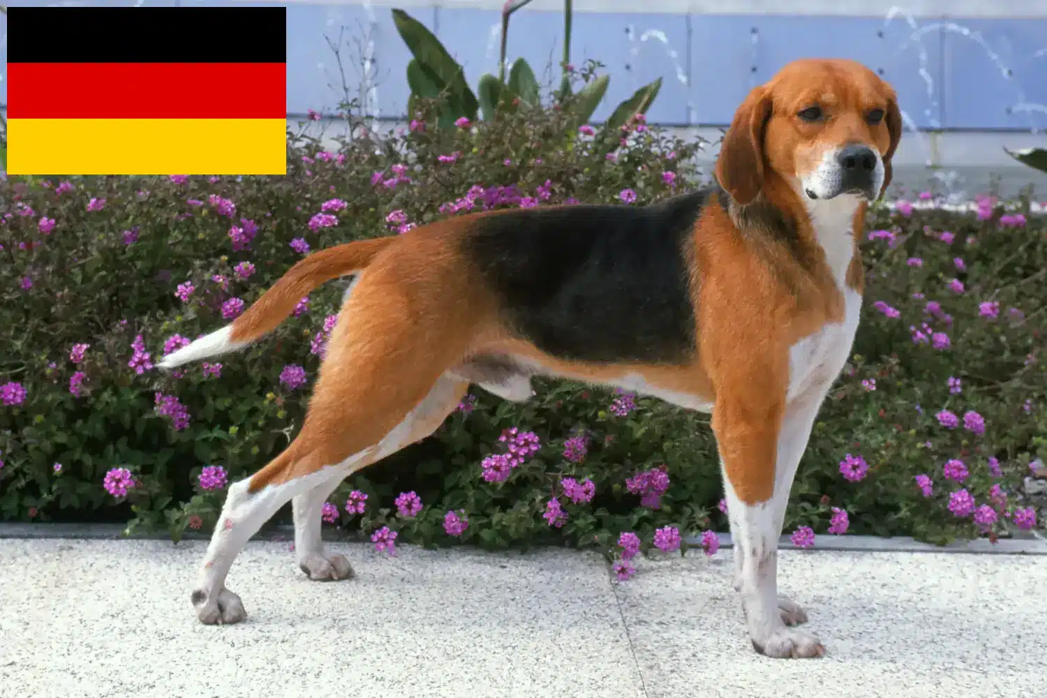 Read more about the article Beagle Harrier tenyésztők és kölykök Németországban