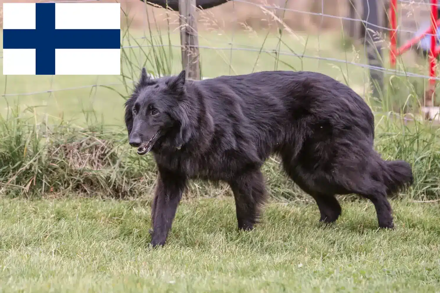 Read more about the article Belga juhászkutya tenyésztő és kölykök Finnországban