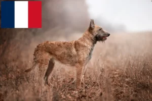 Read more about the article Belga juhászkutya tenyésztő és kölykök Franciaországban