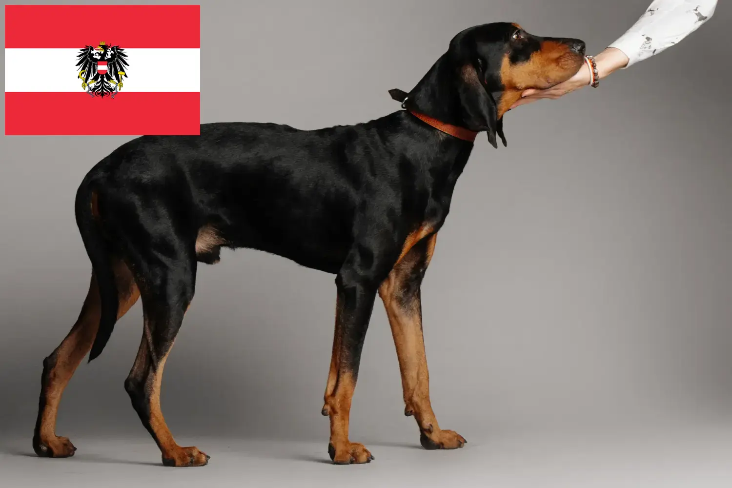 Read more about the article Black and Tan Coonhound tenyésztők és kölykök Ausztriában