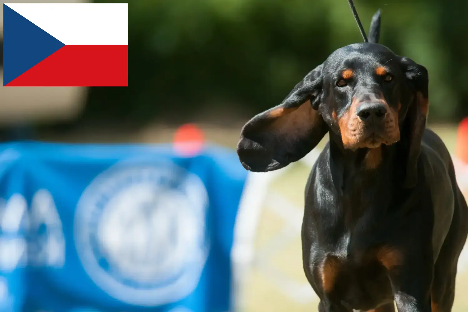 Read more about the article Black and Tan Coonhound tenyésztők és kölykök Csehországban