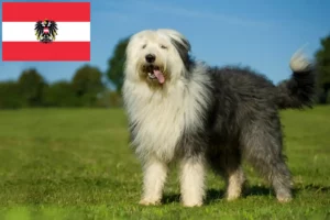 Read more about the article Bobtail tenyésztők és kiskutyák Ausztriában