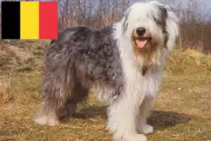 Read more about the article Bobtail tenyésztők és kölykök Belgiumban