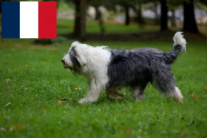 Read more about the article Bobtail tenyésztők és kölykök Franciaországban