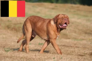 Read more about the article Bordeaux-i dog tenyésztők és kölykök Belgiumban