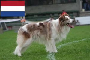 Read more about the article Border Collie tenyésztők és kölykök Hollandiában