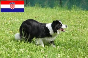 Read more about the article Border Collie tenyésztők és kölykök Horvátországban