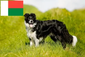 Read more about the article Border Collie tenyésztők és kölykök Madagaszkáron