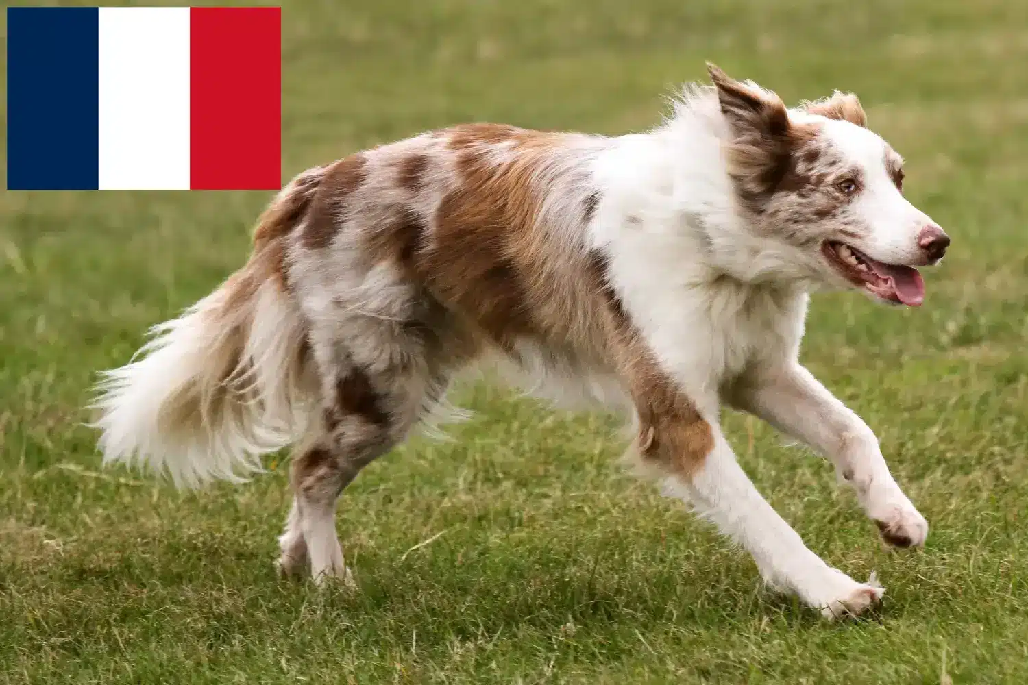 Read more about the article Border Collie tenyésztők és kölykök Franciaországban