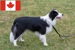 Read more about the article Border Collie tenyésztők és kölykök Kanadában