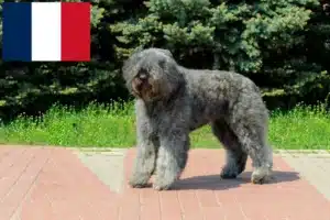 Read more about the article Bouvier des Flandres tenyésztők és kiskutyák Franciaországban