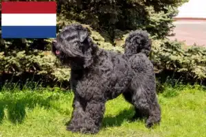 Read more about the article Bouvier des Flandres tenyésztők és kölykök Hollandiában