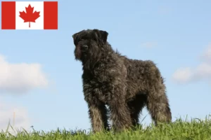 Read more about the article Bouvier des Flandres tenyésztők és kiskutyák Kanadában