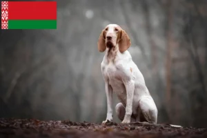 Read more about the article Bracco Italiano tenyésztők és kiskutyák Fehéroroszországban