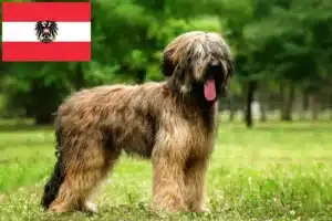 Read more about the article Briard tenyésztők és kiskutyák Ausztriában