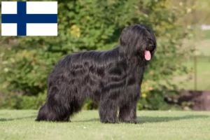 Read more about the article Briard tenyésztők és kiskutyák Finnországban