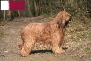 Read more about the article Briard tenyésztők és kiskutyák Katarban