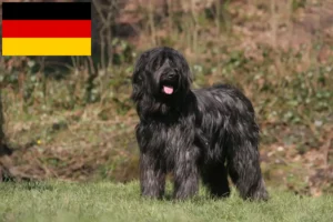 Read more about the article Briard tenyésztők és kiskutyák Németországban