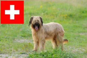 Read more about the article Briard tenyésztők és kiskutyák Svájcban