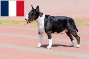 Read more about the article Bullterrier tenyésztők és kölykök Franciaországban