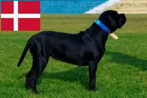 Read more about the article Cane Corso Italiano tenyésztők és kölykök Dániában