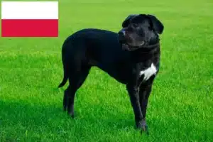 Read more about the article Cane Corso Italiano tenyésztők és kölykök Lengyelországban