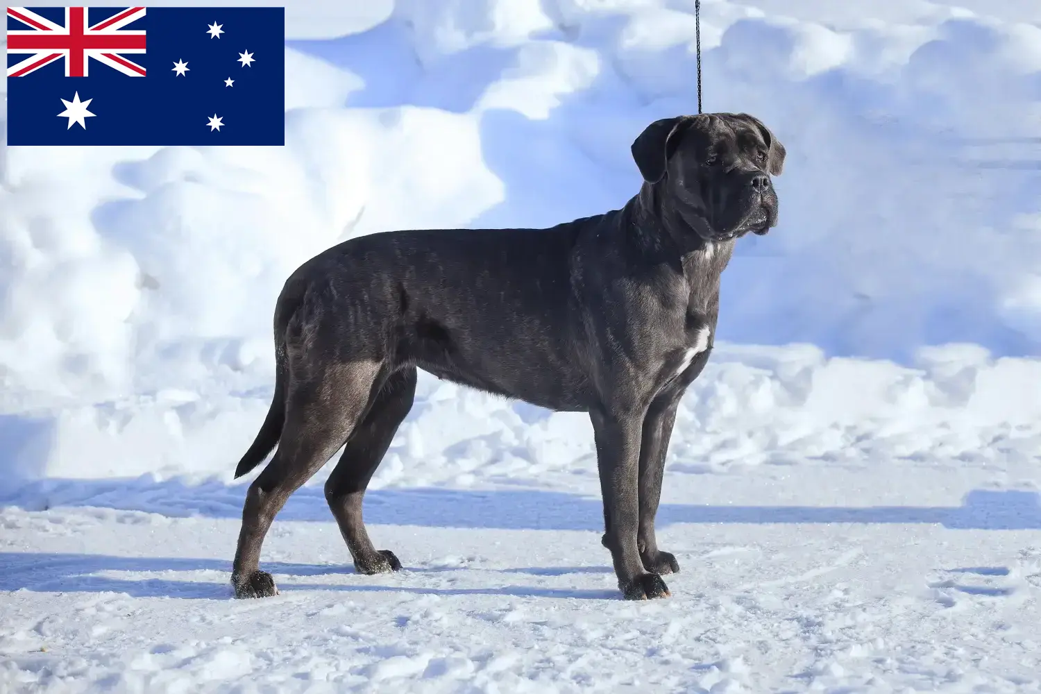 Read more about the article Cane Corso Italiano tenyésztők és kölykök Ausztráliában