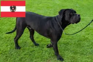 Read more about the article Cane Corso Italiano tenyésztők és kölykök Ausztriában