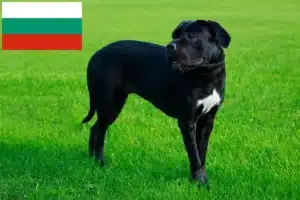 Read more about the article Cane Corso Italiano tenyésztők és kölykök Bulgáriában