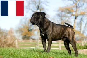 Read more about the article Cane Corso Italiano tenyésztők és kölykök Franciaországban