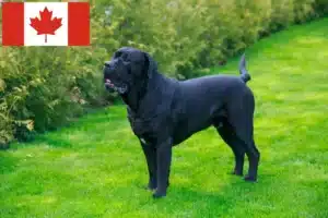 Read more about the article Cane Corso Italiano tenyésztők és kiskutyák Kanadában