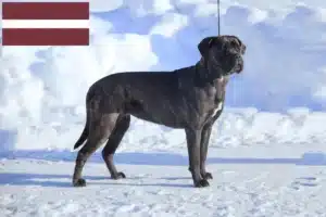 Read more about the article Cane Corso Italiano tenyésztők és kiskutyák Lettországban