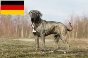 Read more about the article Cane Corso Italiano tenyésztők és kölykök Németországban