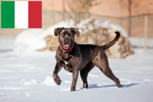 Read more about the article Cane Corso Italiano tenyésztők és kölykök Olaszországban