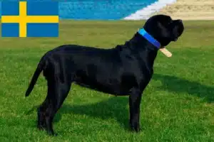 Read more about the article Cane Corso Italiano tenyésztők és kölykök Svédországban