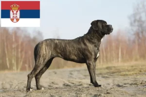 Read more about the article Cane Corso Italiano tenyésztők és kölykök Szerbiában