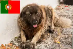 Read more about the article Cão Da Serra Da Estrela tenyésztők és kiskutyák Portugáliában