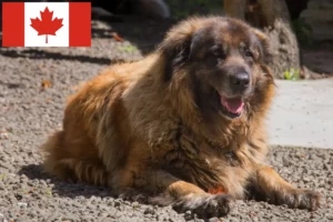 Read more about the article Cão Da Serra Da Estrela tenyésztők és kiskutyák Kanadában