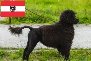 Read more about the article Cão de Agua português tenyésztők és kiskutyák Ausztriában