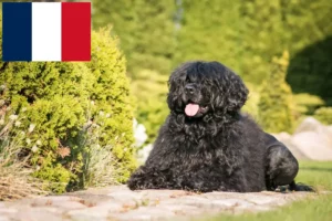 Read more about the article Cão de Agua português tenyésztők és kiskutyák Franciaországban